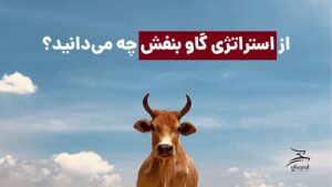 استراتژی گاو بنفش مشاوران غزال