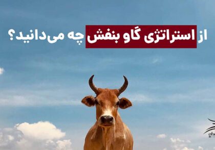 استراتژی گاو بنفش مشاوران غزال